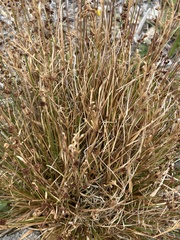 Juncus bufonius