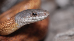 Pantherophis bairdi
