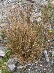 Juncus bufonius