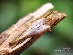 Arachnura melanura
