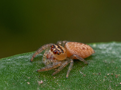 Opisthoncus nigrofemoratus