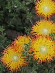 Drosanthemum bicolor