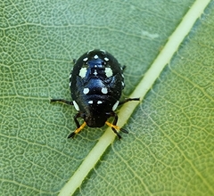 Pseudapines geminata