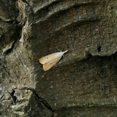Scirpophaga incertulas