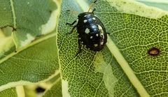 Pseudapines geminata