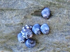 Nodilittorina pyramidalis