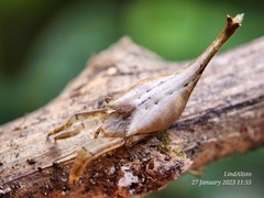 Arachnura melanura