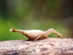 Arachnura melanura