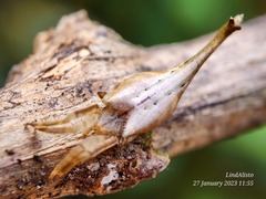 Arachnura melanura