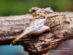 Arachnura melanura