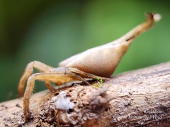 Arachnura melanura