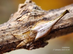 Arachnura melanura