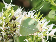 Aphrissa statira statira