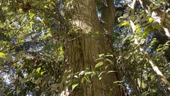 Castanopsis cuspidata