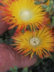 Drosanthemum bicolor