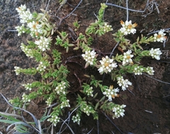 Crassula dependens