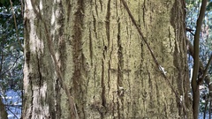 Castanopsis cuspidata