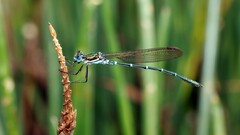 Austrolestes cingulatus