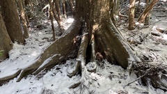 Castanopsis cuspidata