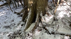 Castanopsis cuspidata