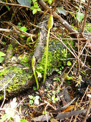 Corybas cheesemanii