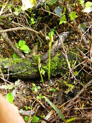 Corybas cheesemanii