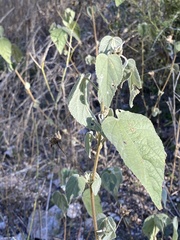 Abutilon abutiloides