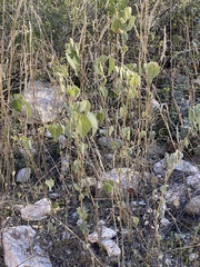 Abutilon abutiloides