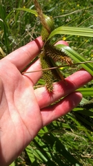 Carex fascicularis