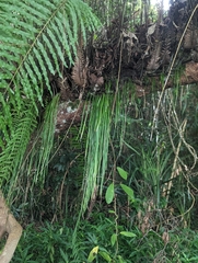 Haplopteris elongata