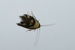 Opogona comptella