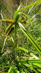 Carex fascicularis