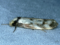 Palimmeces variegata