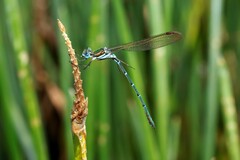 Austrolestes cingulatus