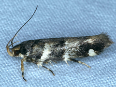 Macrobathra