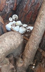 Alopochen aegyptiaca