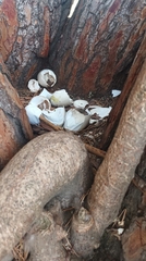 Alopochen aegyptiaca