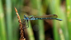 Austrolestes cingulatus