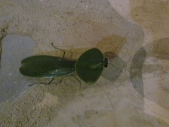 Choeradodis rhombicollis