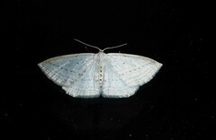 Orthoclydon praefectata