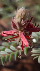 Indigofera oxytropis