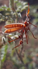 Indigofera oxytropis