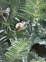 Tharrhalea multopunctata