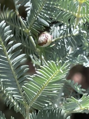 Tharrhalea multopunctata