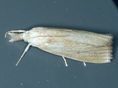 Culladia cuneiferellus