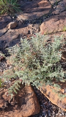 Indigofera oxytropis