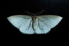 Orthoclydon praefectata