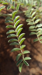 Indigofera oxytropis