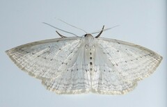 Orthoclydon praefectata