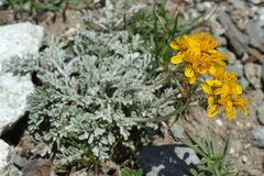 Jacobaea incana